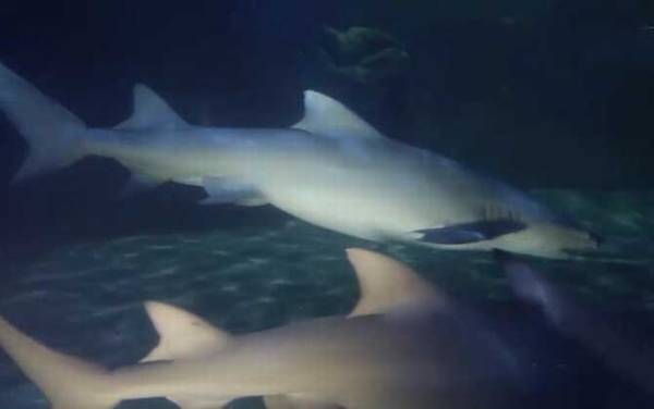 黑鳍鲨是什么鲨鱼?