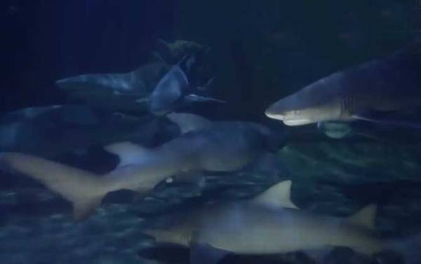 黑鳍鲨是什么鲨鱼?