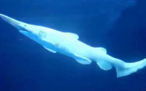 精灵鲨是什么动物?