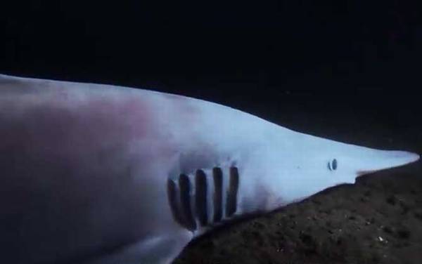 精灵鲨是什么动物?