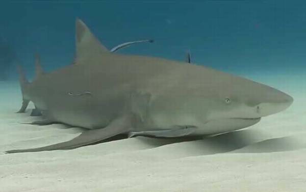 柠檬鲨是什么鲨鱼?