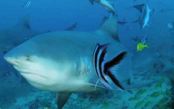 灰鲭鲨是什么鲨鱼?