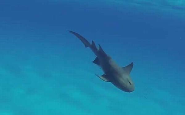 护士鲨是什么鲨鱼?