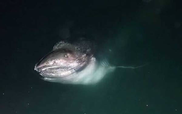 大嘴鲨是什么鲨鱼?