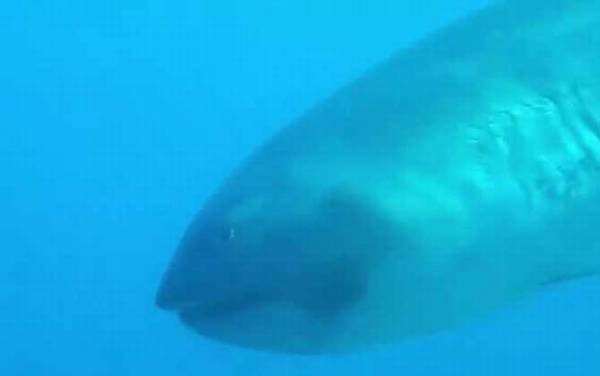 大嘴鲨是什么鲨鱼?