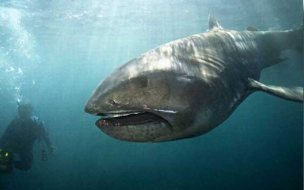 大嘴鲨是什么鲨鱼?