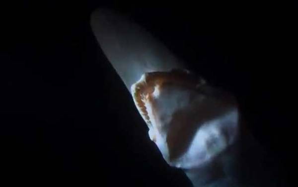 哥布林鲨是什么动物?