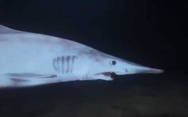 哥布林鲨是什么动物?