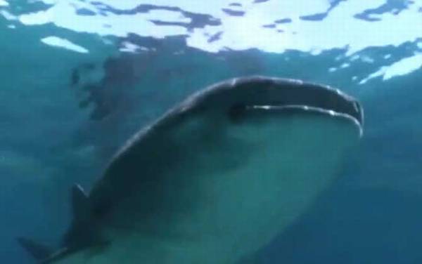 金钱鲨是什么鲨鱼?