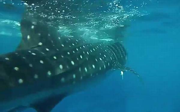 金钱鲨是什么鲨鱼?