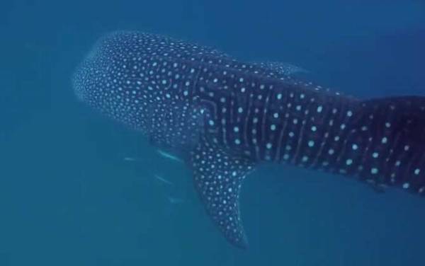 金钱鲨是什么鲨鱼?