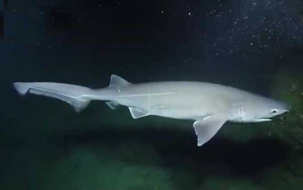 鲨鱼属于鱼类吗?