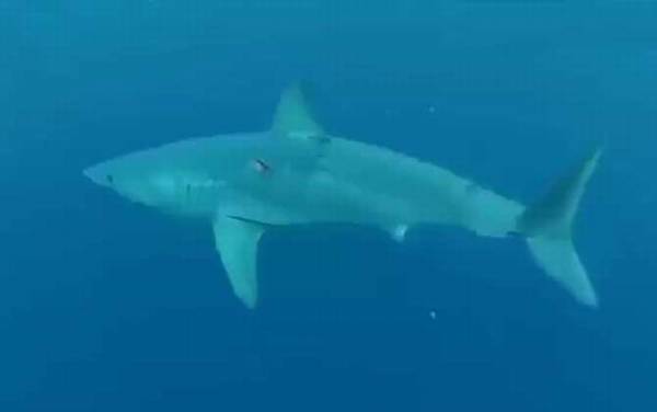 鲨鱼属于鱼类吗?