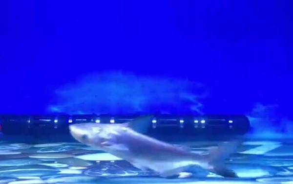 成吉思汗鲨是什么动物?