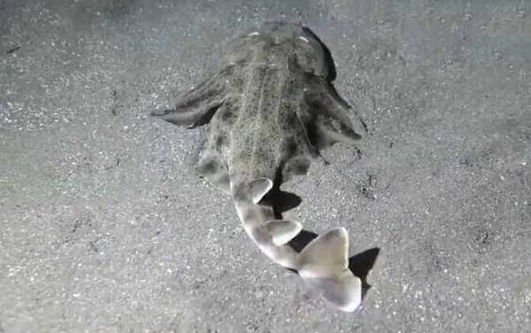 鲨鱼种类及图片大全