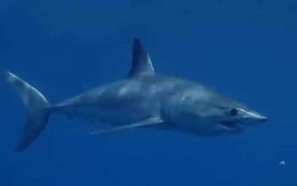 关于鲨鱼的资料有哪些?