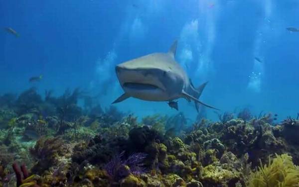 关于鲨鱼的资料有哪些?