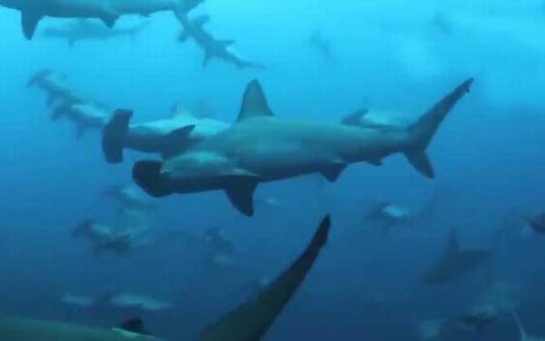 鲨鱼属于鱼类吗?