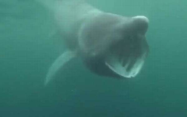 鲨鱼吃人是真的吗?