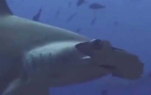 鲨鱼是不是哺乳动物?