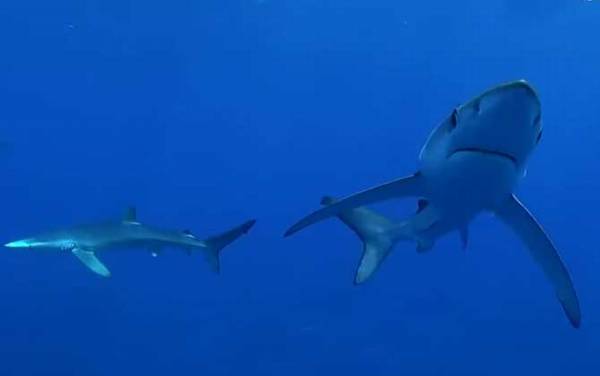 鲨鱼用什么呼吸?