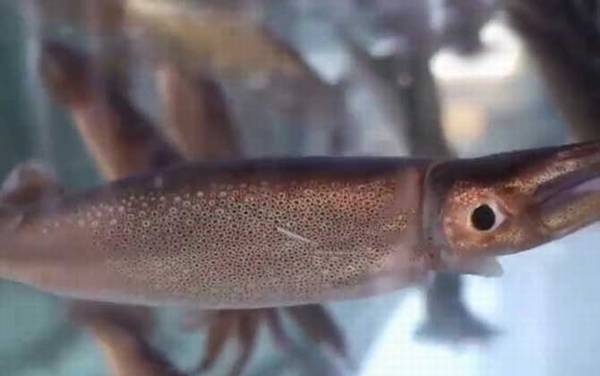 鱿鱼和鲨鱼是同一类动物吗?