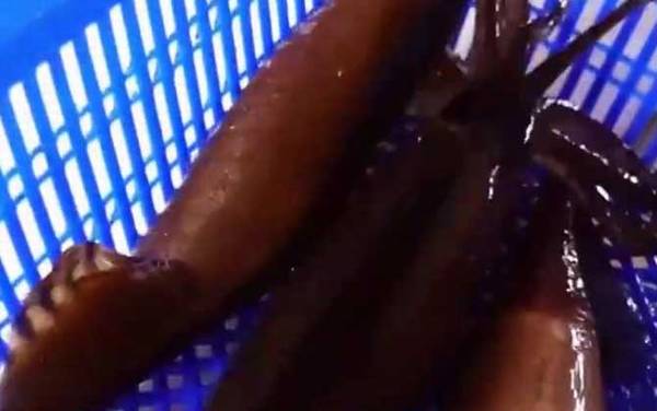 鱿鱼和鲨鱼是同一类动物吗?