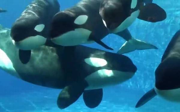 虎鲸vs大白鲨谁厉害?