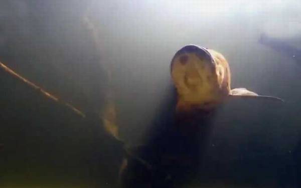 巨骨舌鱼是什么鱼?