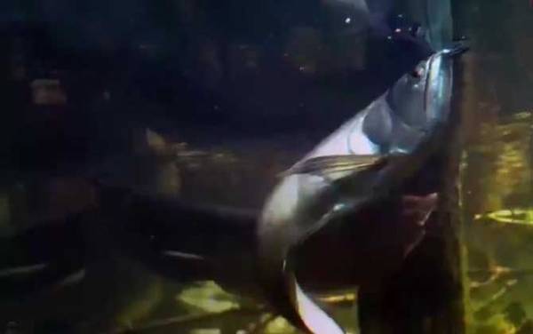 巨骨舌鱼是什么鱼?