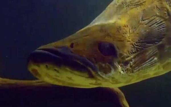 �޹������ʳ�����������