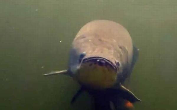 �޹������ʳ�����������