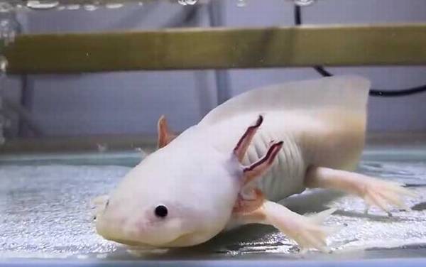 六角恐龙价格多少钱一只?