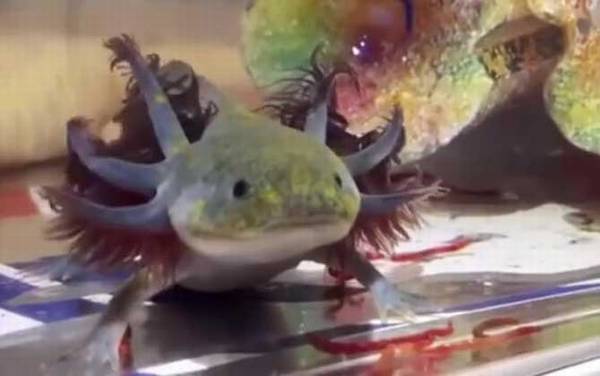 六角恐龙价格多少钱一只?