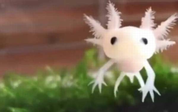 六角恐龙价格多少钱一只?