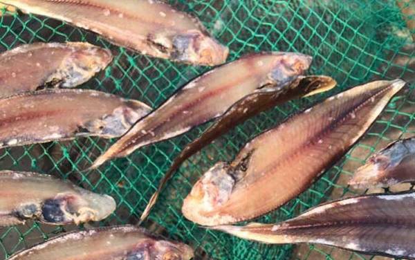 龙利鱼是什么鱼?