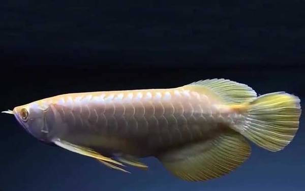 龙鱼是什么鱼?
