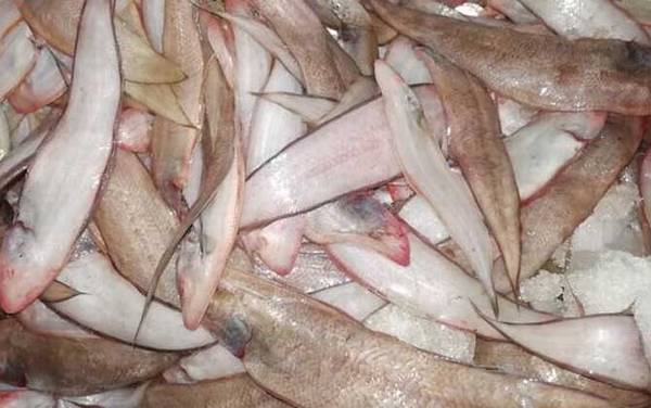 ������Ͱ�ɳ����ʲô����