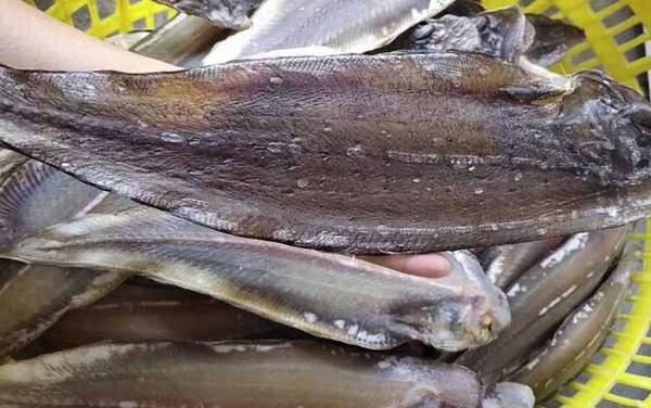 ������Ͱ�ɳ����ʲô����