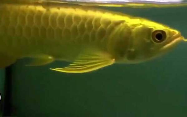 龙鱼是什么鱼?