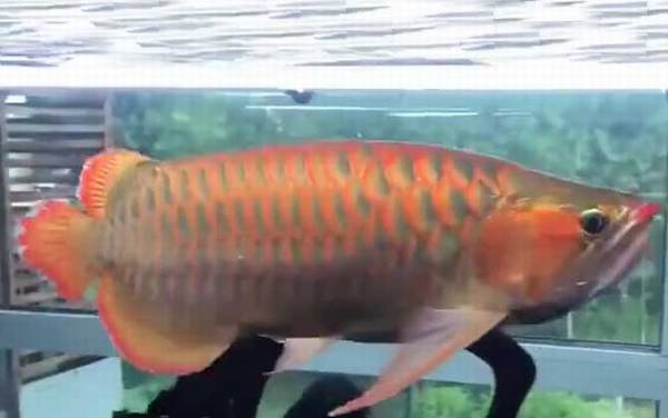 龙鱼是什么鱼?