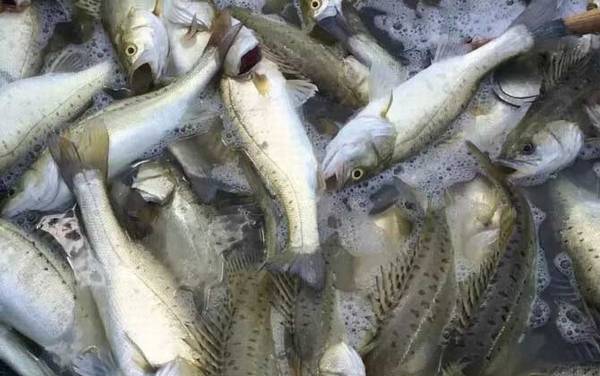 七星鲈鱼好吃吗?