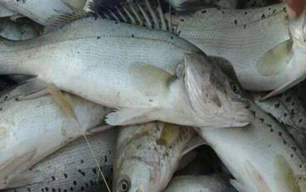 七星鲈鱼好吃吗?