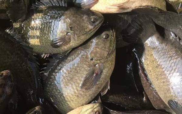 攀鲈鱼吃什么食物?