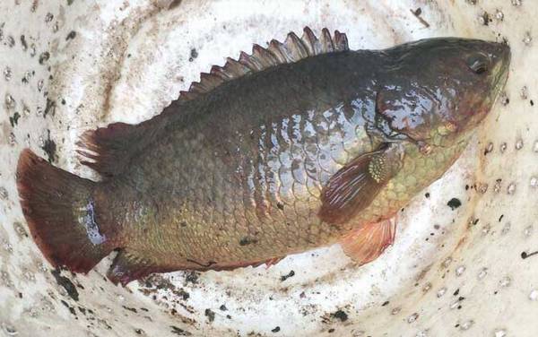 攀鲈鱼吃什么食物?