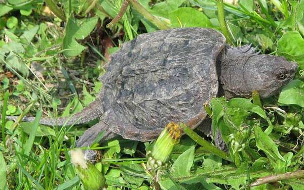 鳄龟苗价格多少钱一只?