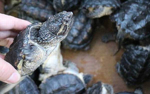 鳄鱼龟怎么养最好?