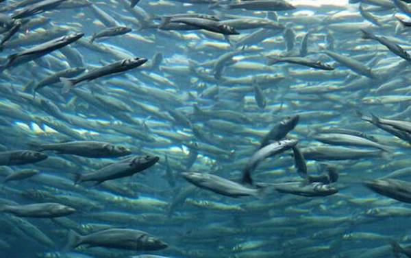 鲱鱼是什么鱼?