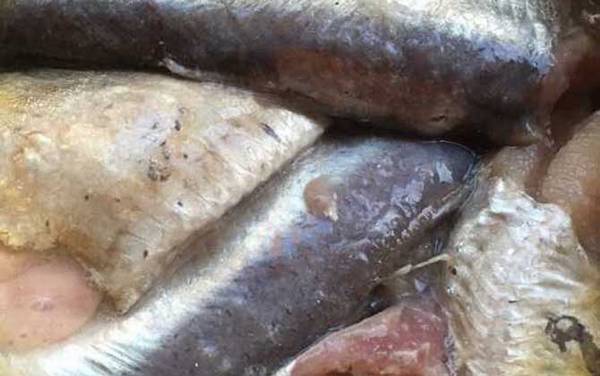 鲱鱼罐头为什么这么臭?