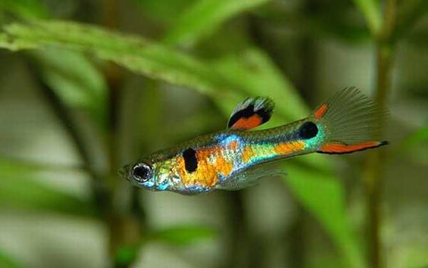 凤尾鱼是什么鱼?